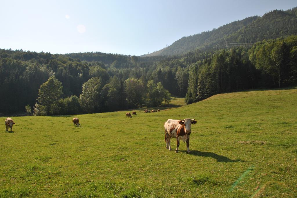 شقة Attwengerhof تروكيرشن الغرفة الصورة